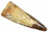 Fossil Spinosaurus Tooth - Real Fossil Tooth #372923-1